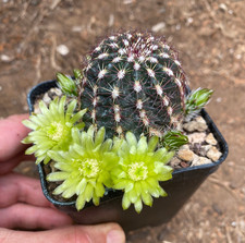 ECHINOCEREUS VIRIDIFLORUS -