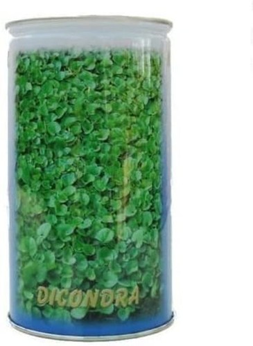 Prato dichondra repens - dichondra, 50%