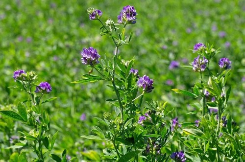 Erba medica medicago - erba,