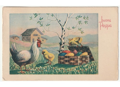 1955 bassi gallina pulcini - a.,