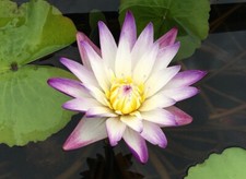 15 semi di ninfea water lily -