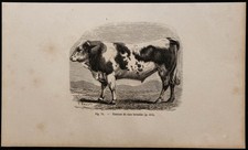 1860 - Toro Razza Berna -