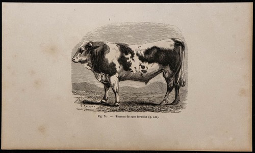 1860 toro razza berna - -,