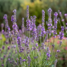 Lavender Seeds, English