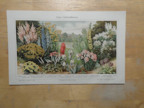 Orig chromolithographie - orig.(1908),