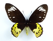 Ornithoptera paradisea