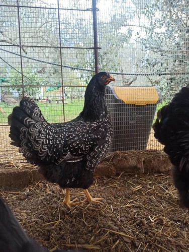Uova barnevelder silver