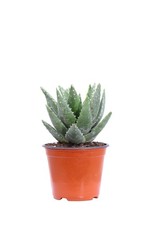 Pianta vera di Aloe Brevifolia succulenta ornamentale da esterno o interno