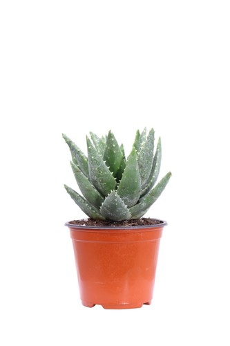 Pianta vera aloe - aloe, brevifolia