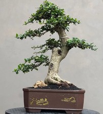 Bonsai di Carmona Retusa {001}