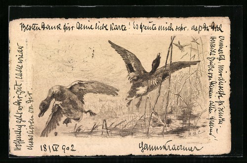 Cartolina rapace caccia di - cartolina,