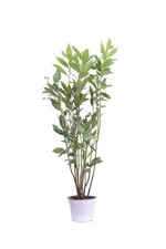 Pianta di Alloro Pianta di