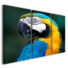 Quadro pappagallo ara ararauna - quadro,
