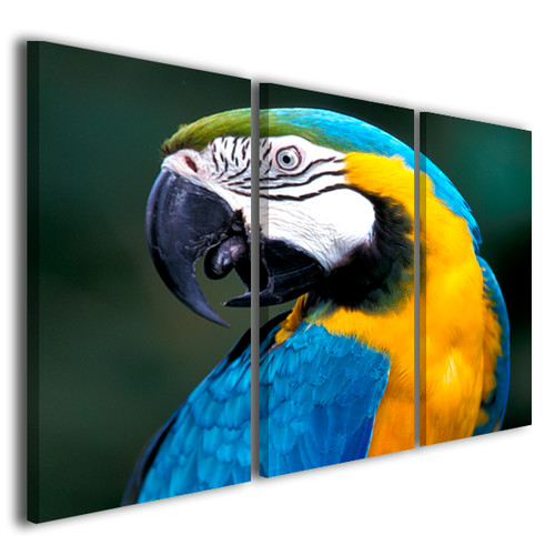 Quadro pappagallo ara ararauna - quadro,