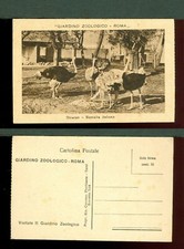 BR1739  CARTOLINA  GIARDINO ZOOLOGICO ROMA-STRUZZI NUOVA VINTAGE