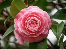Camelia rosa "Camellia