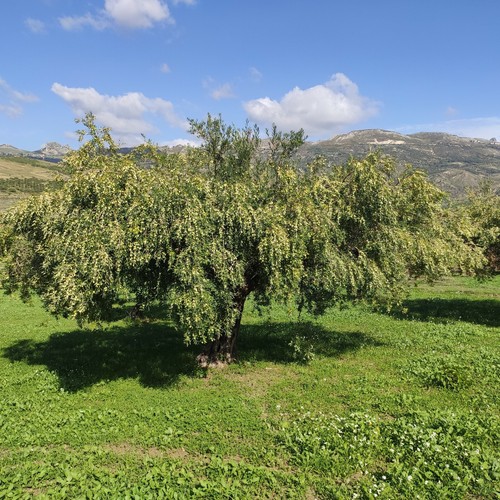 Olio extravergine oliva - olio, d'oliva