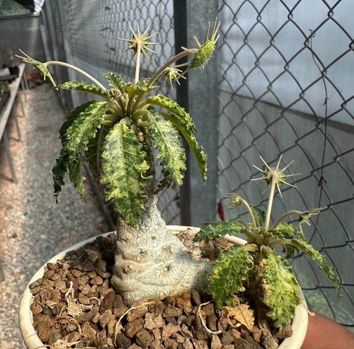 Dorstenia horwoodii
