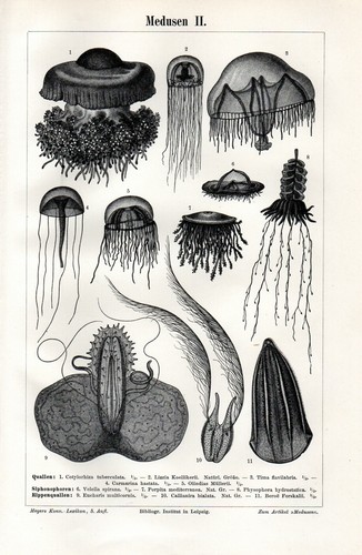 1901 stampa antica - stampa, meduse