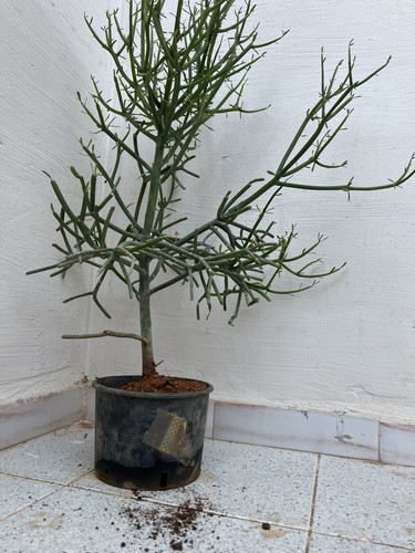 Euphorbia tirucalli albero - tirucalli,