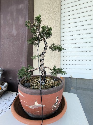 Bonsai ginepro itoigawa - ginepro, con