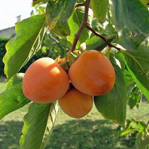 Semi diospiro kaki - o,