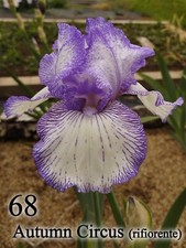 1 Rizoma Iris Germanica