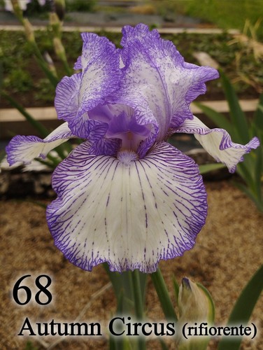 Rizoma iris germanica - rizoma,