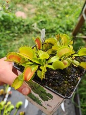 Dionaea muscipula -- "Raptor"