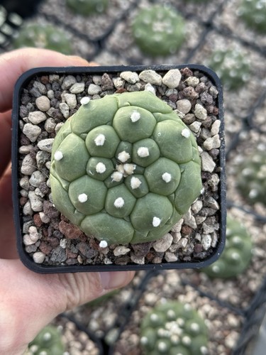 Astrophytum kikko turtle - 1,
