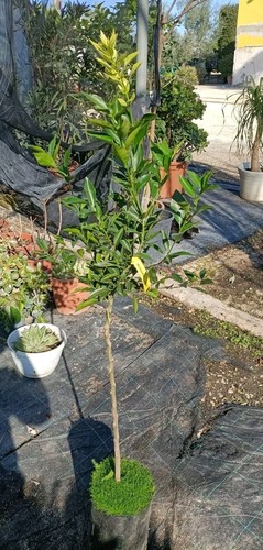 Pianta mandarino comune in - pianta, di
