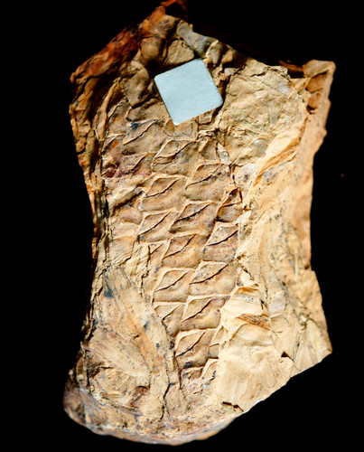 Bella pianta fossile più - , rara