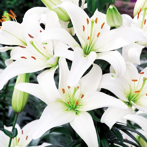 Gigli bulbi fiori cipolle - di,