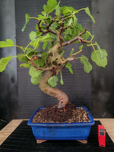 Bonsai fico 57 cm - di,
