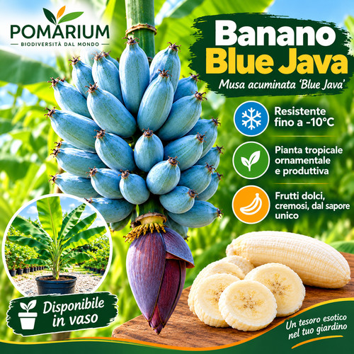 Banano blue java pianta gelato - blue,