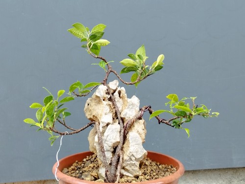 Bonsai ficus 26x15 - ficus, vaso