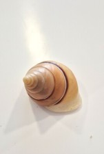 PAPUINA STEURSIANA  RARE SHELL