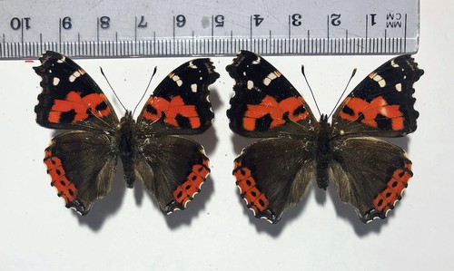 Nymphalidae vanessa vulcania - vanessa,