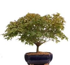 Bonsai - Acer palmatum