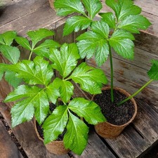 20 semi di Ashitaba (Angelica