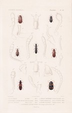 Scarabeo scarabeo Cis boleti