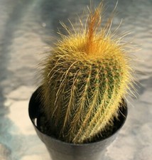 Notocactus leninghausii - notocactus,