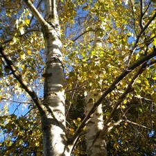 Betula pendula - Betulla