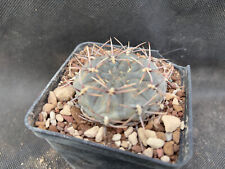 GYMNOCALYCIUM GIBBOSUM - VIVAIO IL GIARDINO DI MAYA- CACTUS M35