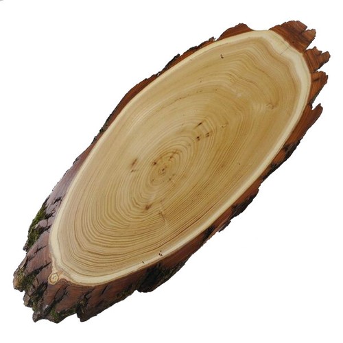 Scudo trofeo acacia - scudo,