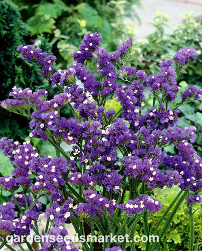 Statice sinuata viola 10 - sinuata,