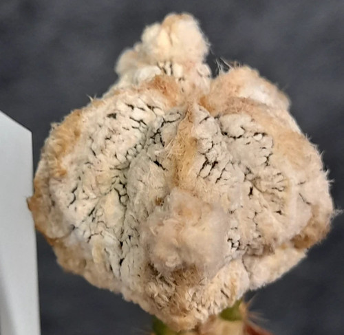Astrophytum myriostigma - ch,