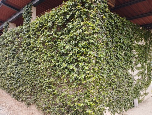 Ficus repens rampicante per - ficus,