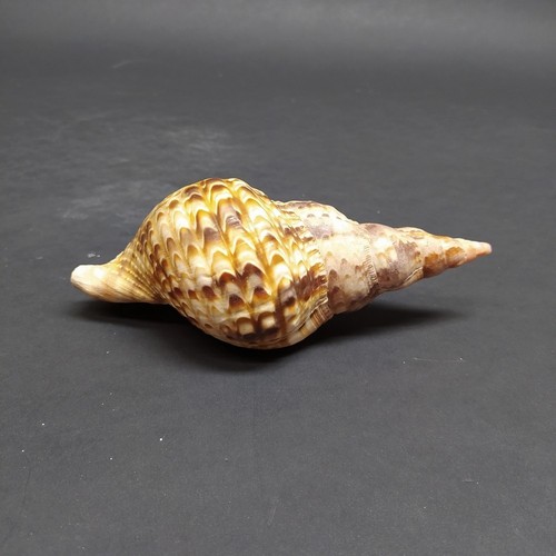 Conchiglia marina charonia - conchiglia,