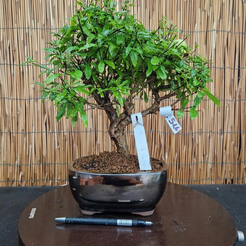 Bonsai melograno 35cm - di,